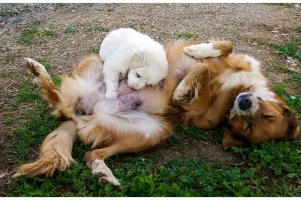 ¿Cuánto tiempo dura el embarazo canino y qué cuidados necesita?