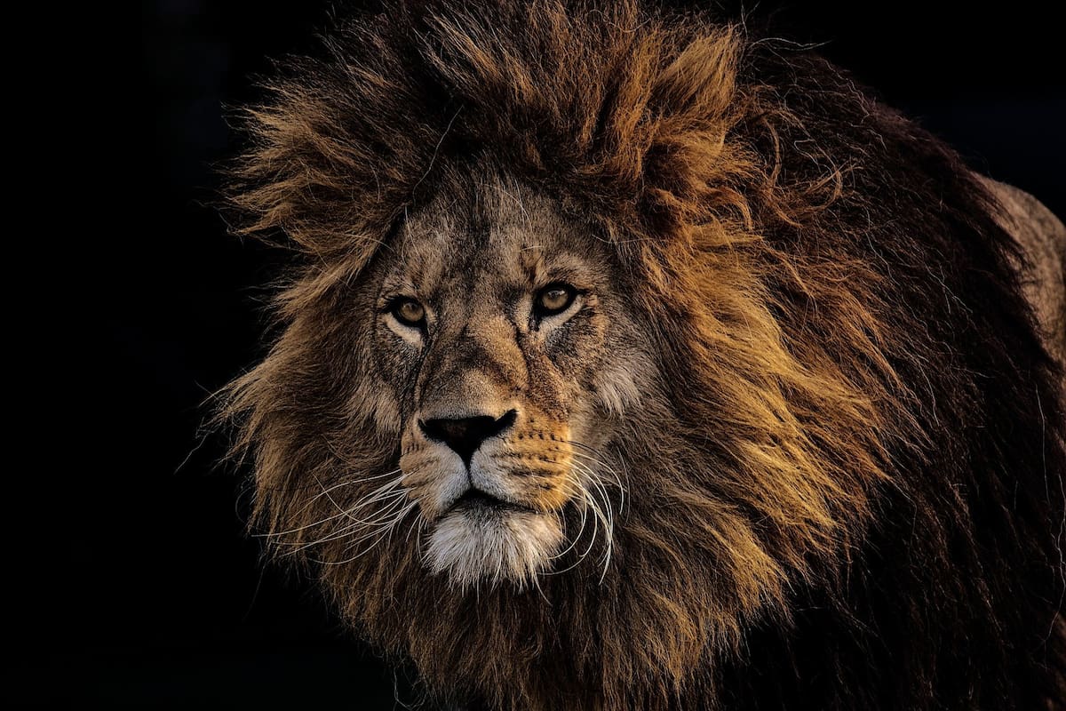 El león que no podía ser feliz