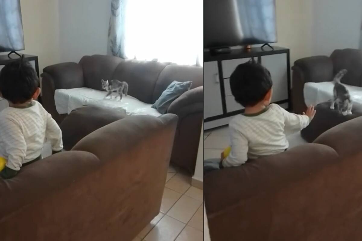 VIDEO | Niño se vuelve viral por gritar del temor cuando un gatito se le acerca en modo ataque