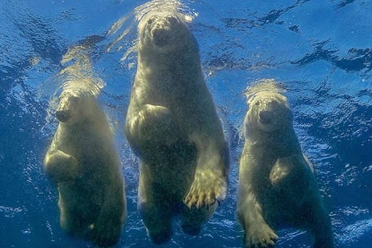 El fotógrafo que logró su "sueño loco" de nadar con osos polares