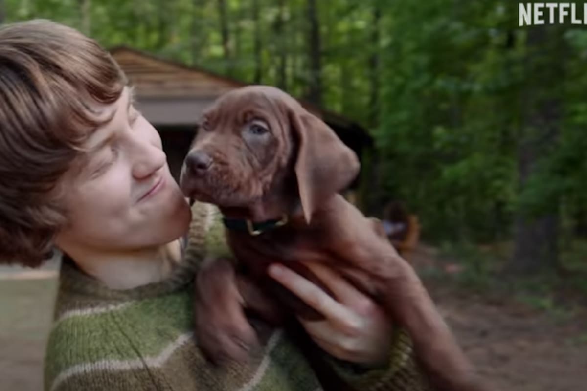 Netflix confirma qué raza será el cachorro que interpretará a Scooby-Doo