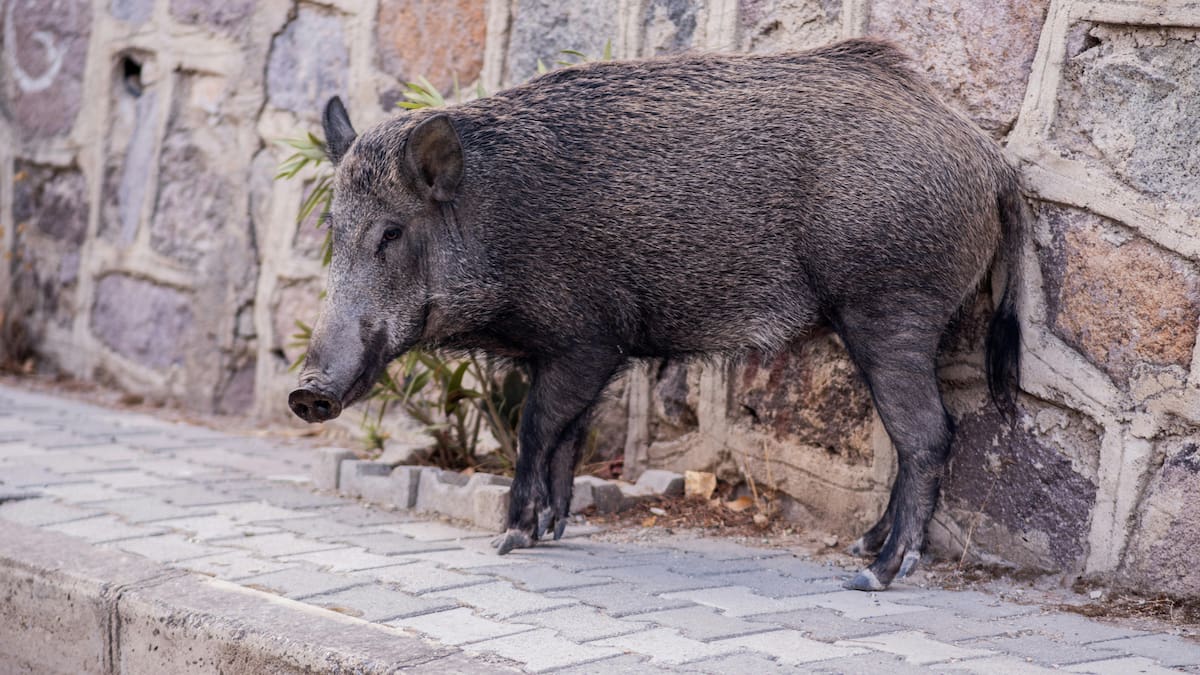 La suspensión del control del jabalí durante la pandemia permitió que esta especie invasora se expandiera rápidamente en el Parque Nacional El Palmar, en Entre Ríos/Foto: Canva