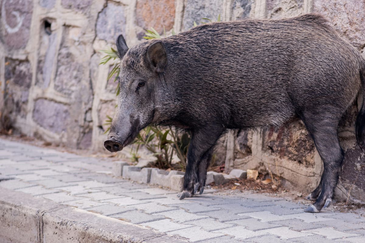¿Por qué el jabalí es una amenaza ambiental en Argentina? Un ejemplo de cómo las plagas pueden afectar los ecosistemas