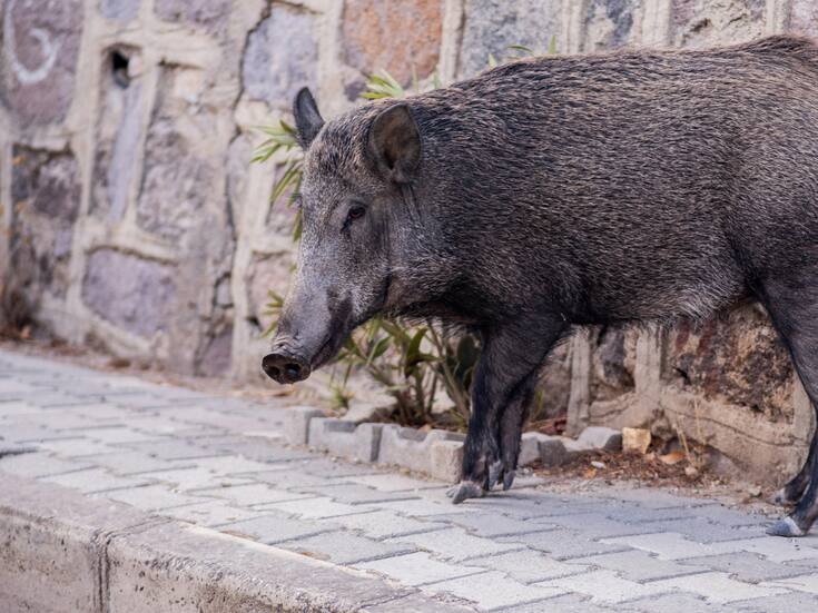 ¿Por qué el jabalí es una amenaza ambiental en Argentina? Un ejemplo de cómo las plagas pueden afectar los ecosistemas