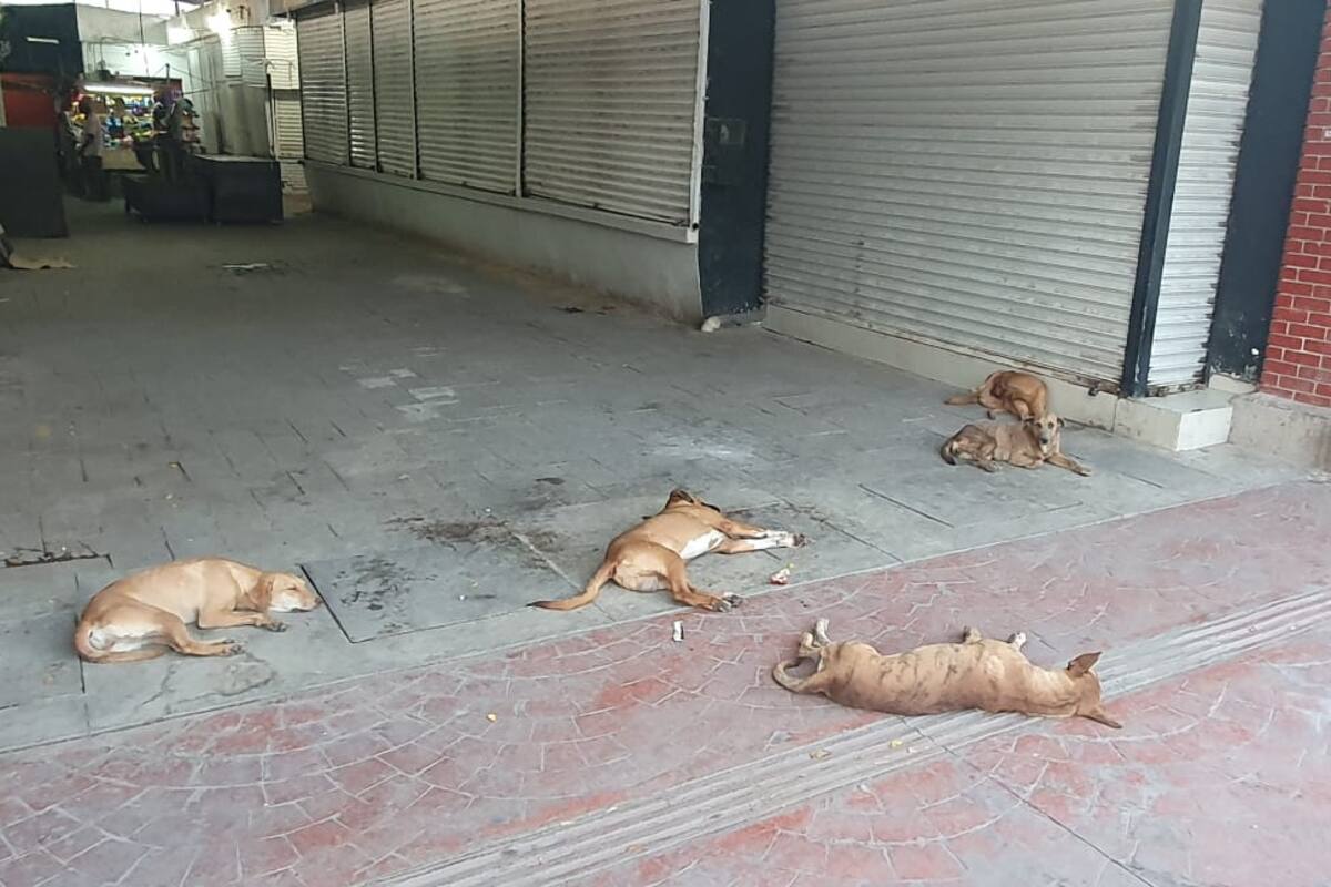 Jauría de perros se ha "apoderado" del mercado de Navojoa
