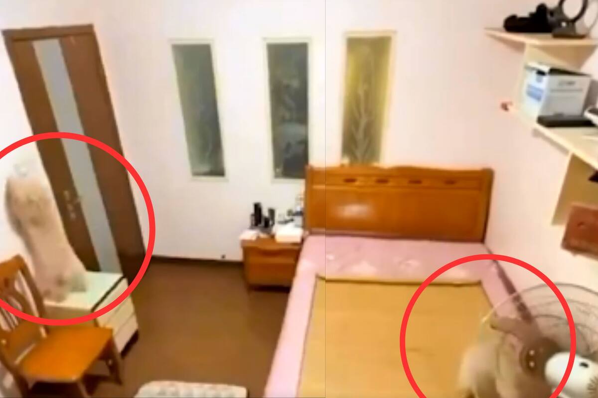 VIRAL: Perrito sorprende al apagar la luz y prender el ventilador para dormir agusto