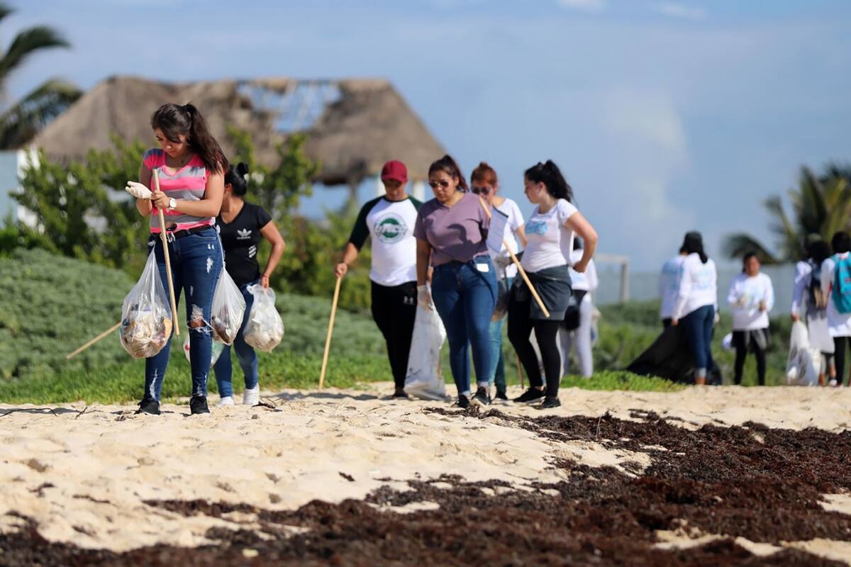 Reúnen 84 mil toneladas de sargazo en playas de QR