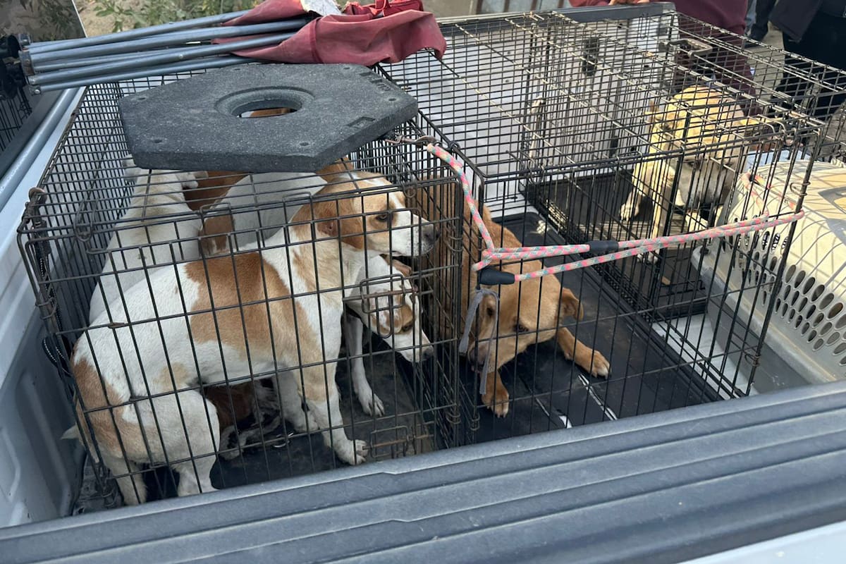 Rescatan a nueve perros tras cateo por maltrato animal en Tecate