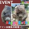 “Es una leyenda en el mundo de los wombats”: Wain, el wombat más longevo del mundo, celebró su cumpleaños número 37 en un zoológico de Japón; sería un centenario en edad humana