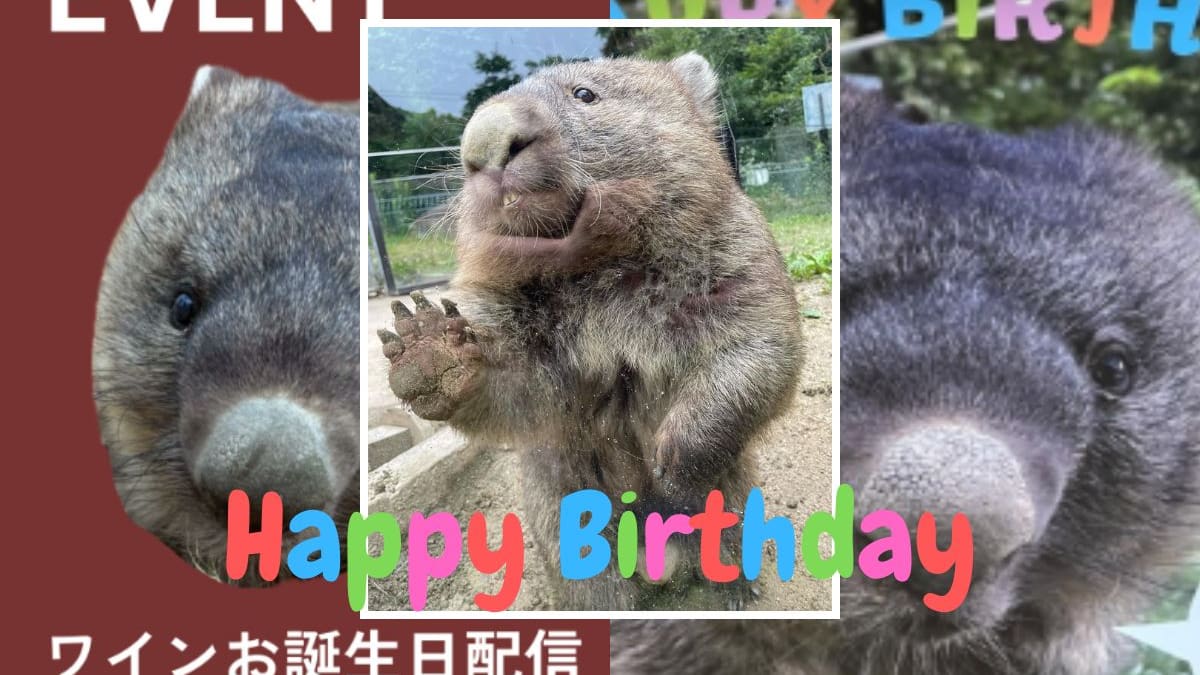 “Es una leyenda en el mundo de los wombats”: Wain, el wombat más longevo del mundo, celebró su cumpleaños número 37 en un zoológico de Japón; sería un centenario en edad humana