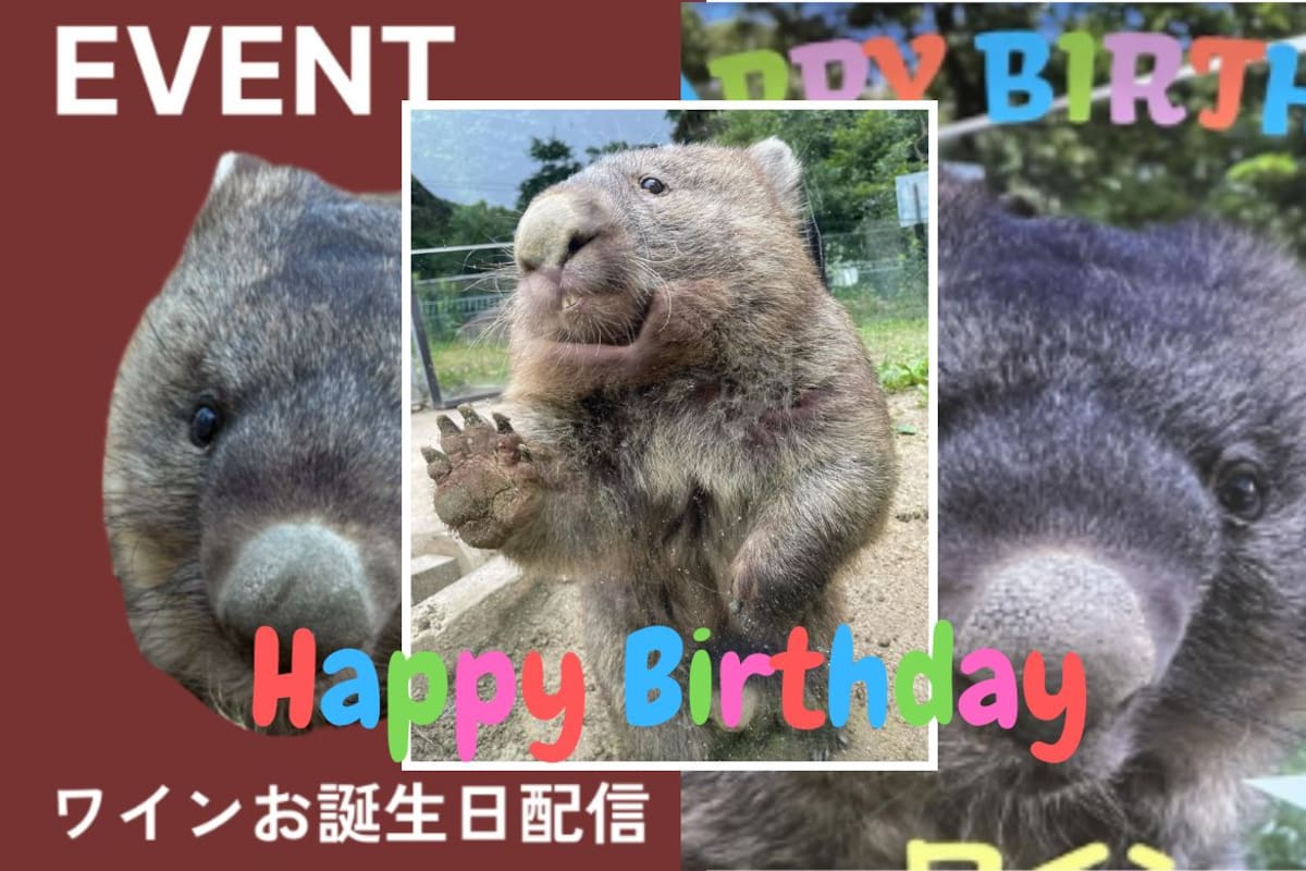 “Es una leyenda en el mundo de los wombats”: Wain, el wombat más longevo del mundo, celebró su cumpleaños número 37 en un zoológico de Japón; sería un centenario en edad humana