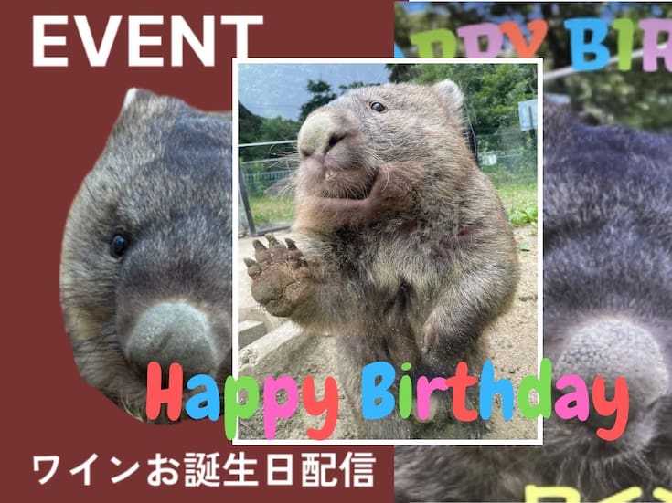 “Es una leyenda en el mundo de los wombats”: Wain, el wombat más longevo del mundo, celebró su cumpleaños número 37 en un zoológico de Japón; sería un centenario en edad humana