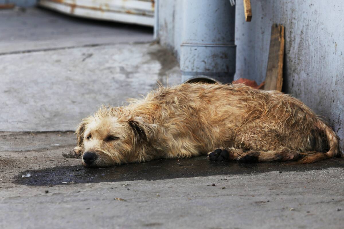 Piden estar alerta de mascotas por altas temperaturas