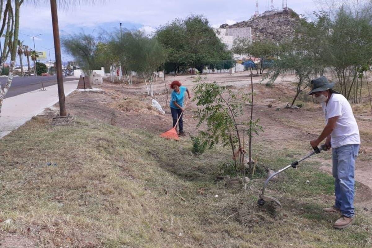 Colectivo realiza limpieza y trabajos con árboles nativos en Villa de Seris