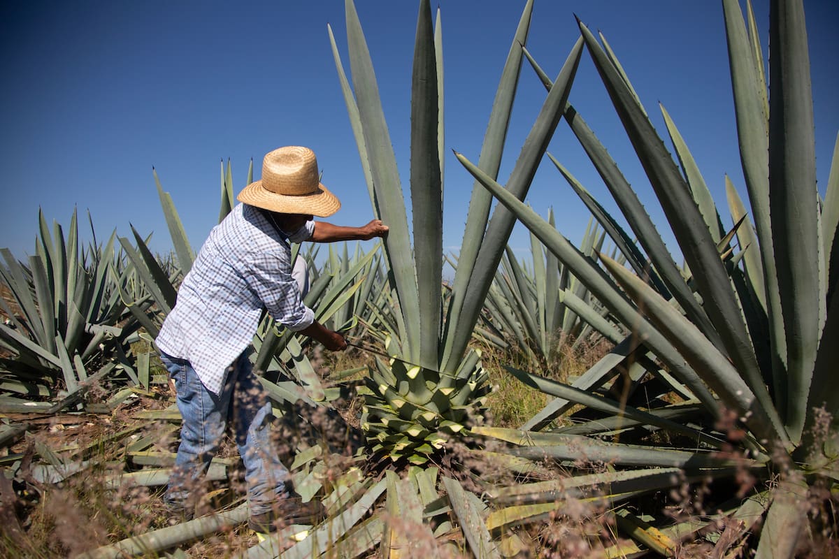Buscan aprovechar hojas del agave
