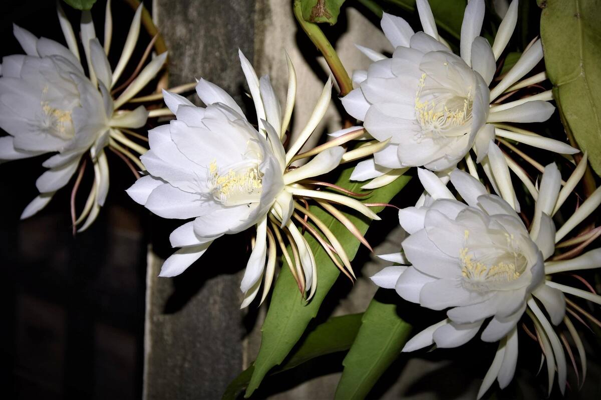 La reina de la noche está por florecer en el Desierto de Sonora y tú puedes ser testigo de este fenómeno