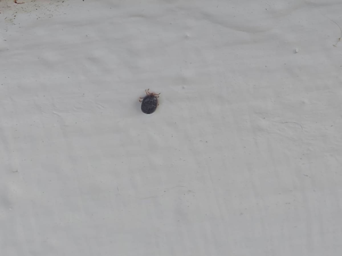 Padres de familia denunciaron la presencia de garrapatas y otros animales en una escuela de El Roble, Ensenada. Foto: Cortesía
