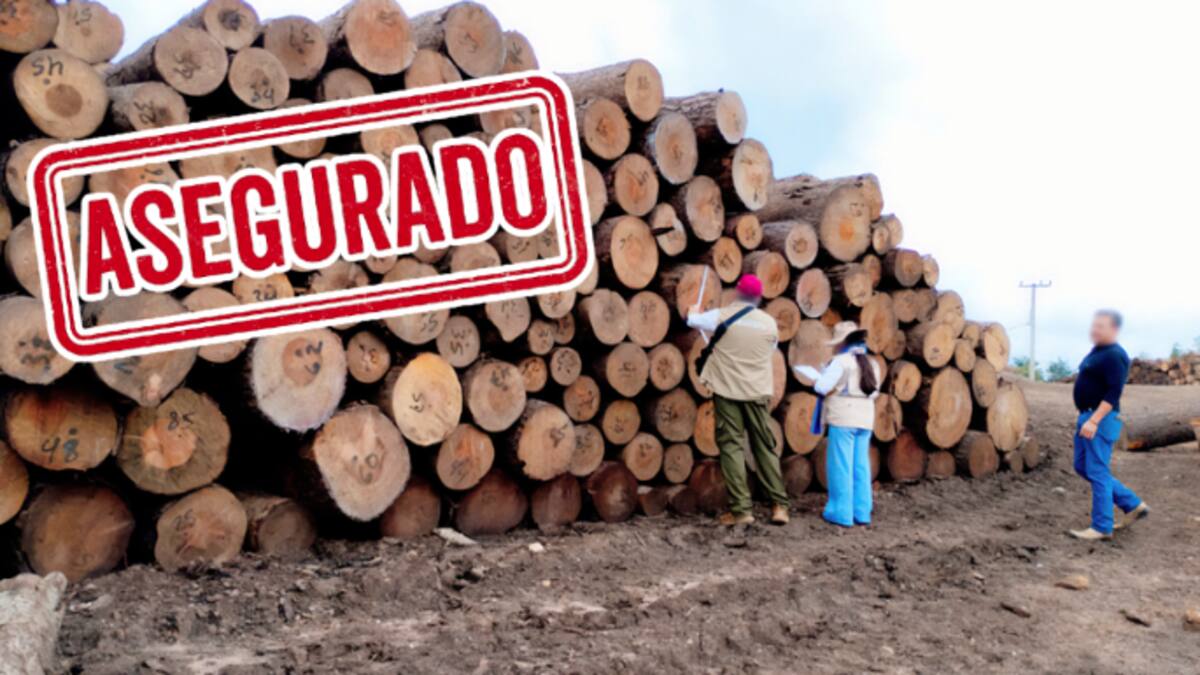 Aseguran más de 3,400 m³ de madera ilegal en zona protegida de la Mariposa Monarca; aserraderos incumplían requisitos básicos