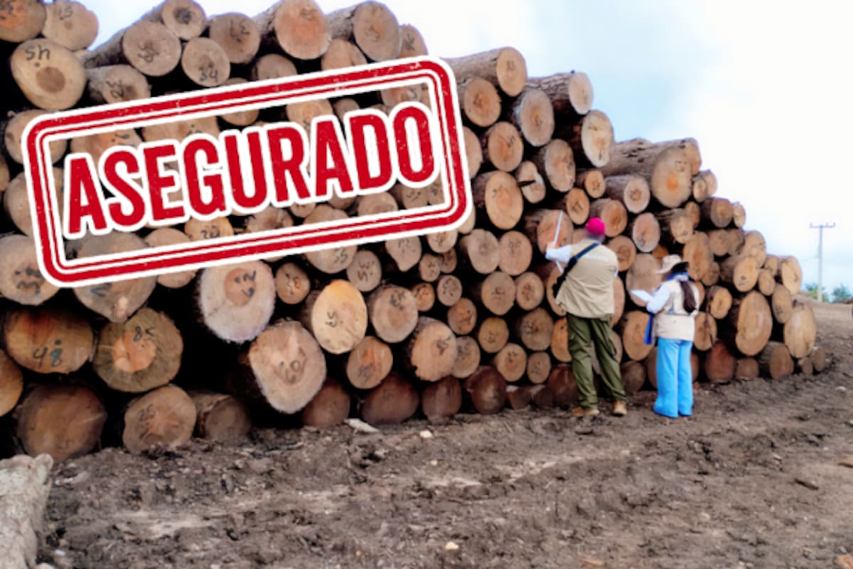 Aseguran más de 3,400 m³ de madera ilegal en zona protegida de la Mariposa Monarca; aserraderos incumplían requisitos básicos
