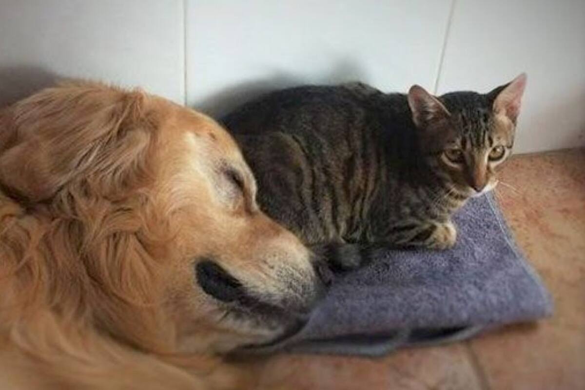 VIDEO: Gatito le roba la cama a su hermano perro y conquista TikTok