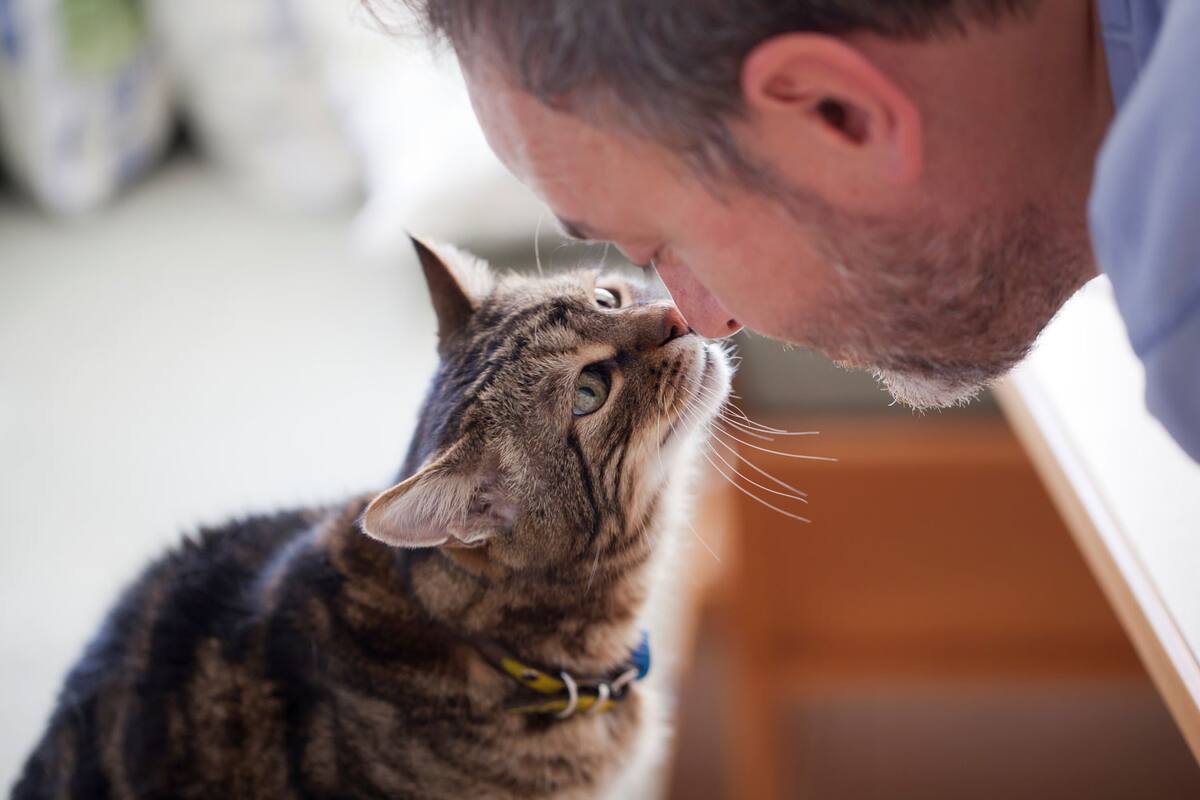 Los gatos son la segunda mascota preferida de los mexicanos