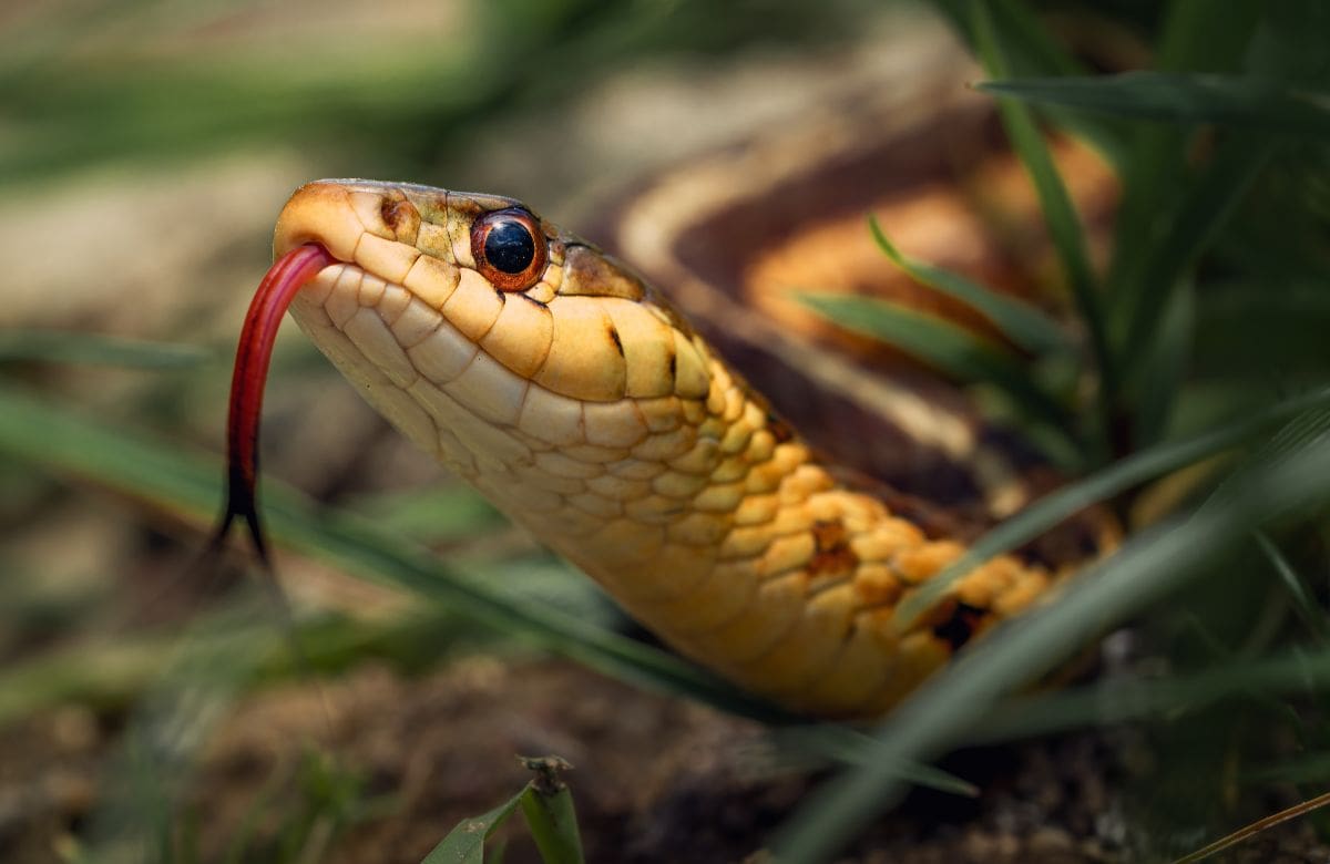 El riesgo que puede esconder una higuera en tu jardín | Foto: Especial (canva)