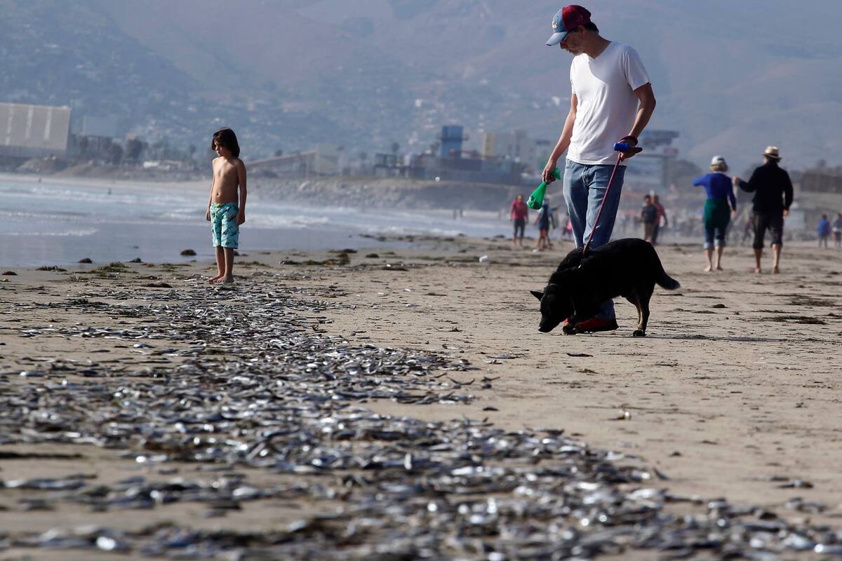 Aparecen peces muertos en Ensenada