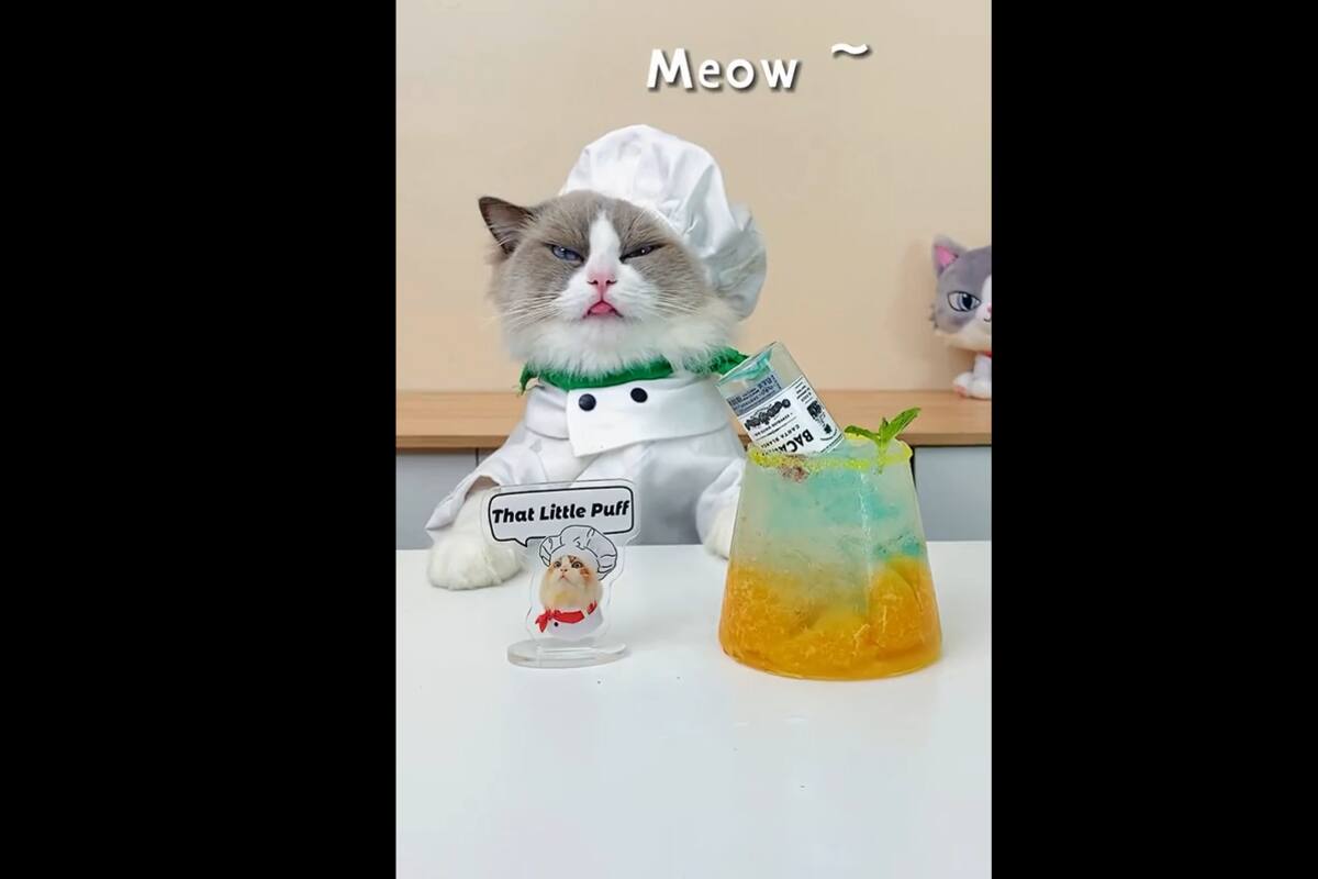 VIDEO TIKTOK: Este es el gato 'chef' que ha hace trucos virales