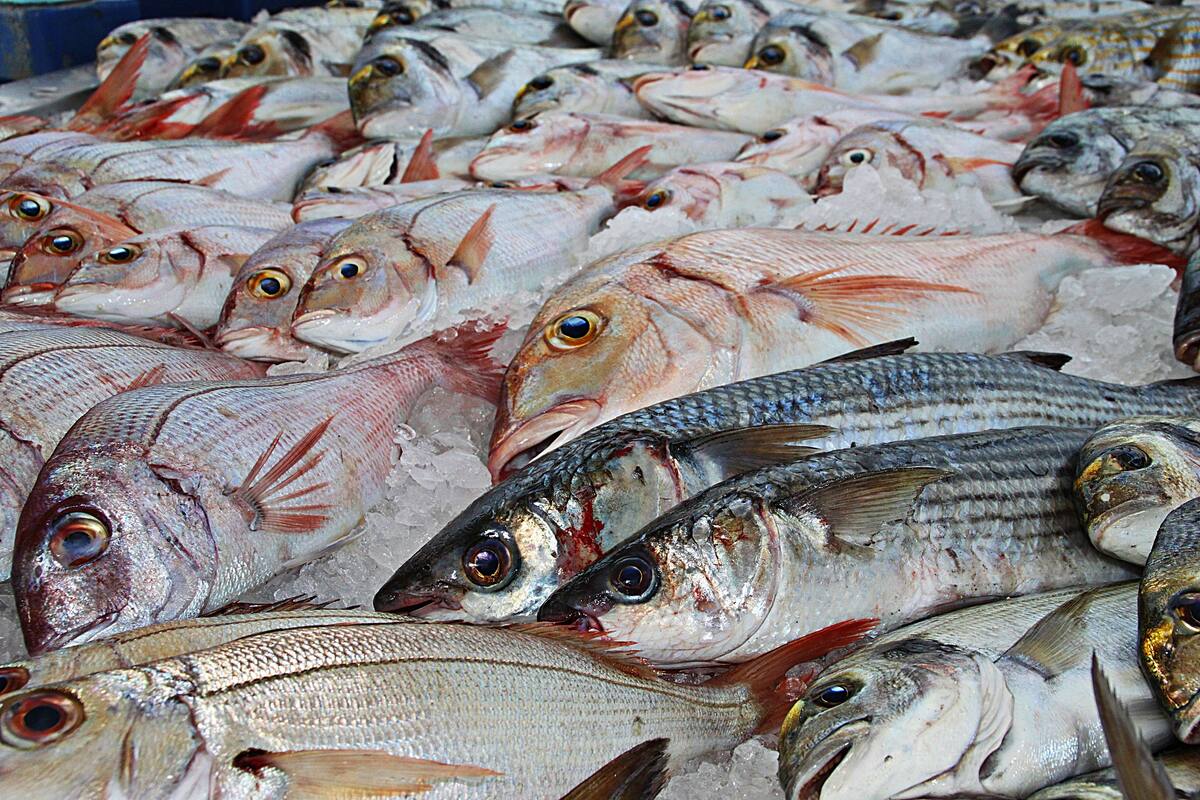 Escasean algunas especies de pescado en Ciudad Obregón