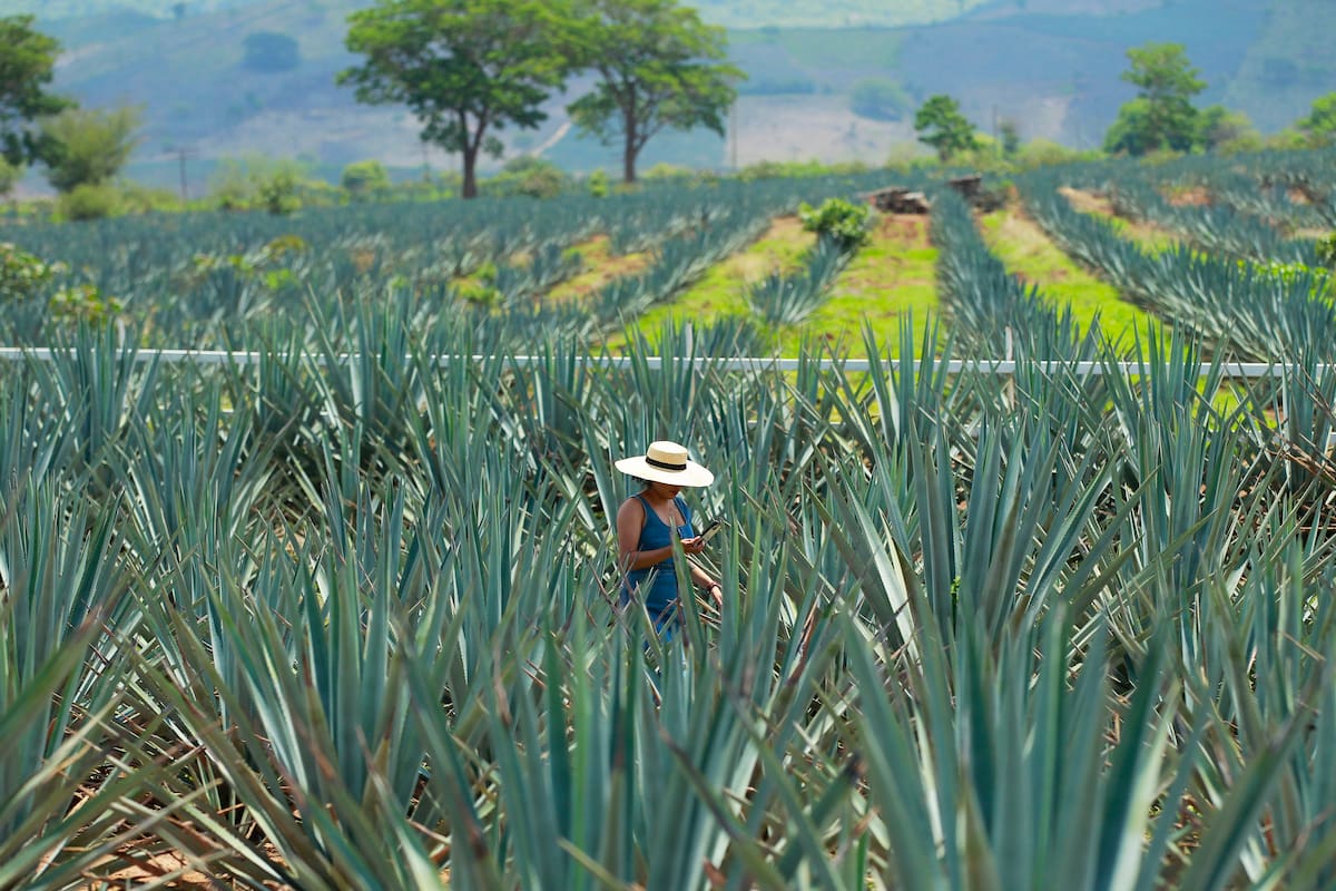MEX1035.TEQUILA (MÉXICO), 24/07/2023.- Fotografía de campos de agave, hoy en la localidad de Tequila, Jalisco (México). Ante la creciente sobreproducción de la planta del agave y los problemas ambientales que esto ha generado en cinco estados de México, la industria tequilera generó una certificación para asegurar que los productores elaboren la bebida tradicional mexicana sin deforestar o modificar nuevas áreas naturales. EFE/ Francisco Guasco