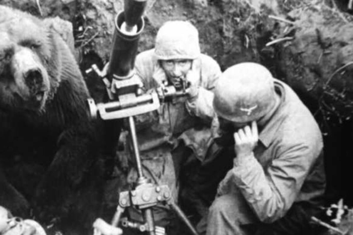 El oso que fue alistado como soldado en la Segunda Guerra Mundial