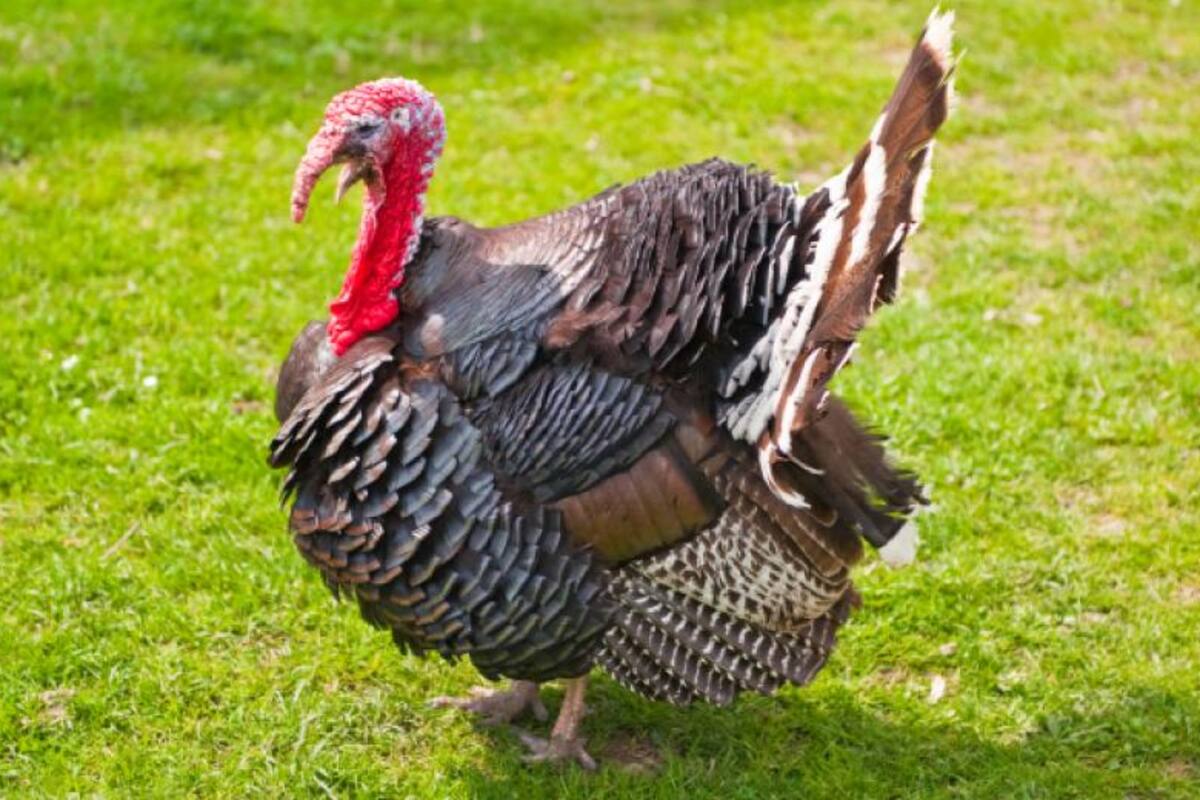 Detenidos por robar y emborrachar a un pavo