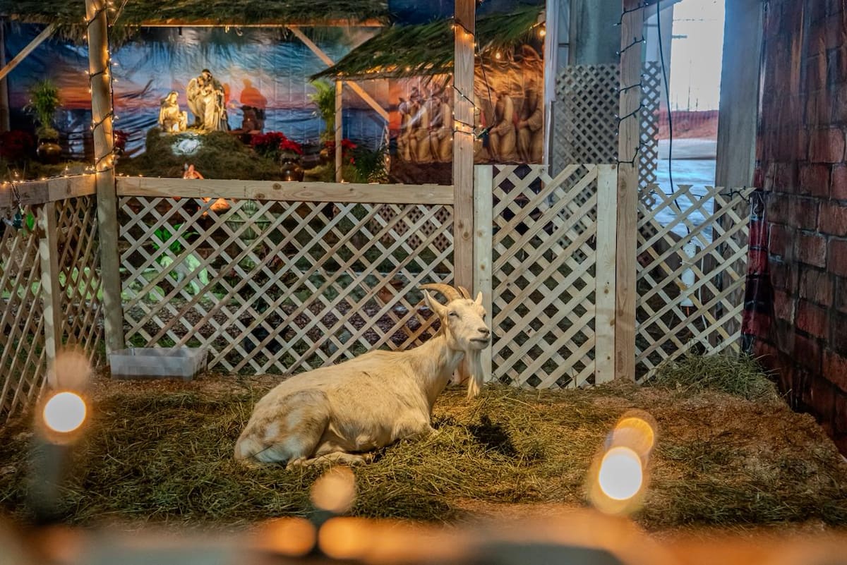 Gallinas, patos, chivos y cabras forman parte del nacimiento instalado en la Catedral de Nuestra Señora de Guadalupe, ofreciendo una experiencia distinta durante la temporada navideña. Foto: Border Zoom