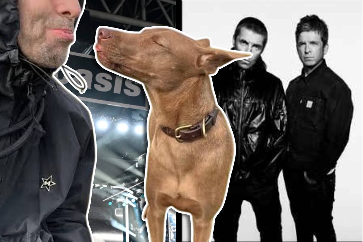 Buttons, la perrita rescatada de Liam Gallagher, protagoniza concierto de Oasis