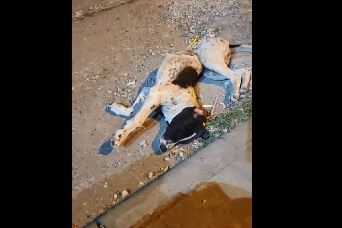 TIKTOK VIDEO: Perro llama la atención de los internautas por la posición que toma a la hora de dormir
