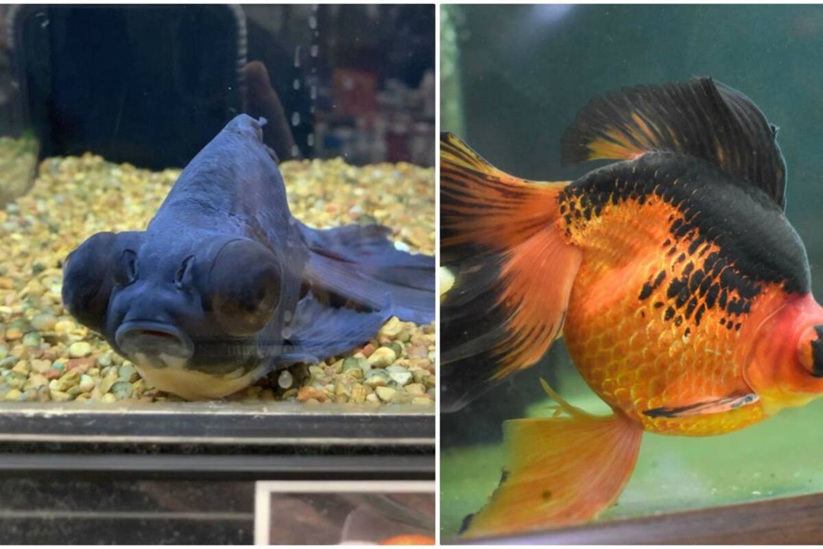El sorprendente rescate de un pez que estaba a punto de morir en tienda de mascotas