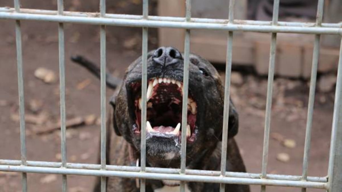 Lanzan licencia especial para perros potencialmente peligrosos y registro de mascotas; autoridades buscan identificar animales y reforzar la seguridad