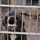 Lanzan licencia especial para perros potencialmente peligrosos y registro de mascotas; autoridades buscan identificar animales y reforzar la seguridad