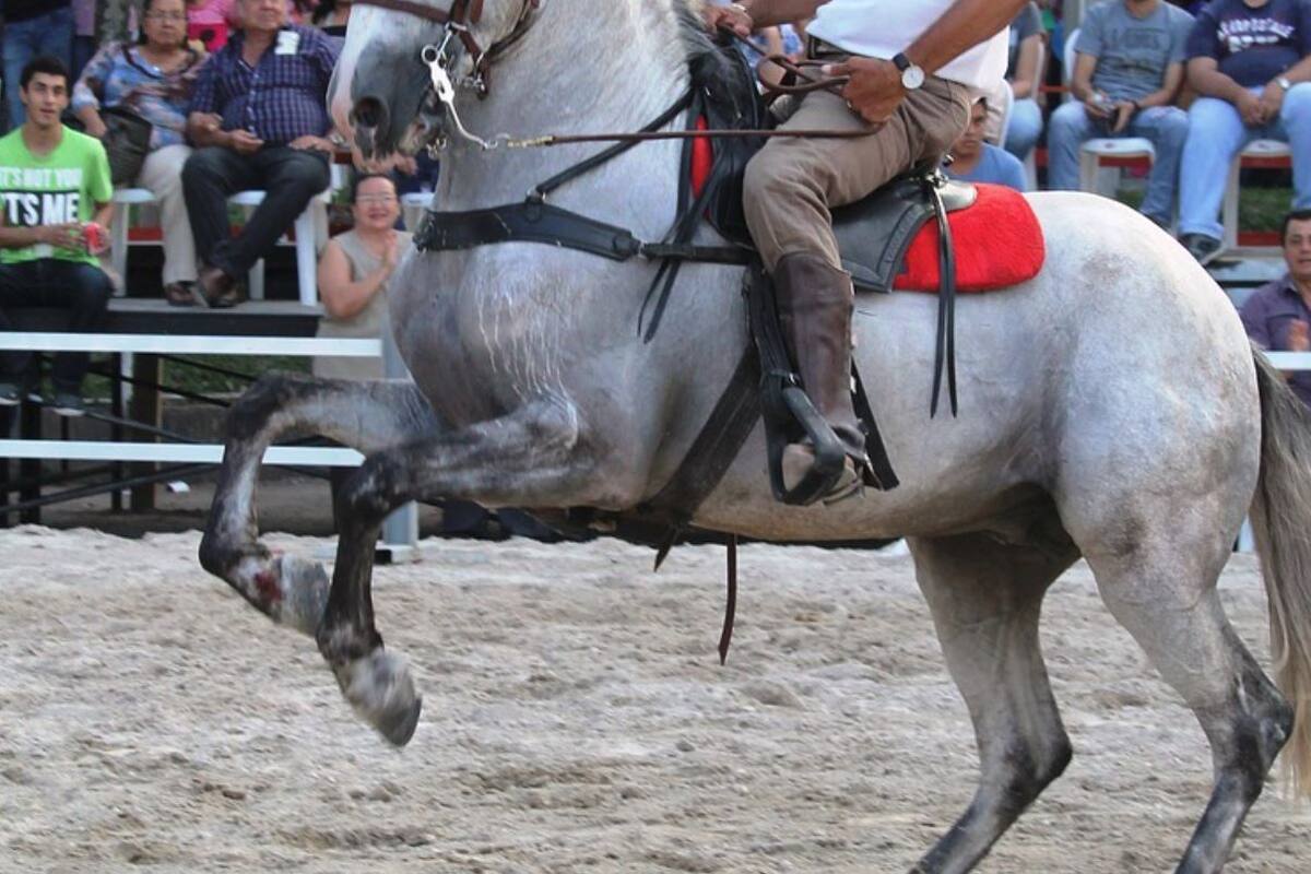 Lazan a jinete en rodeo de Pachuca; acaba fatal