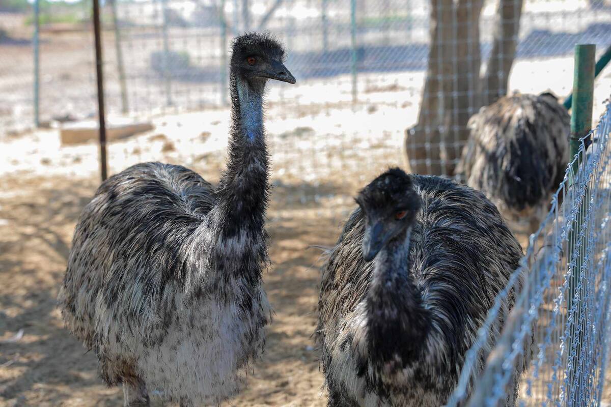 Disfruta de la jungla con tu boleto del ecosafari: horarios y tarifas del Centro Ecológico