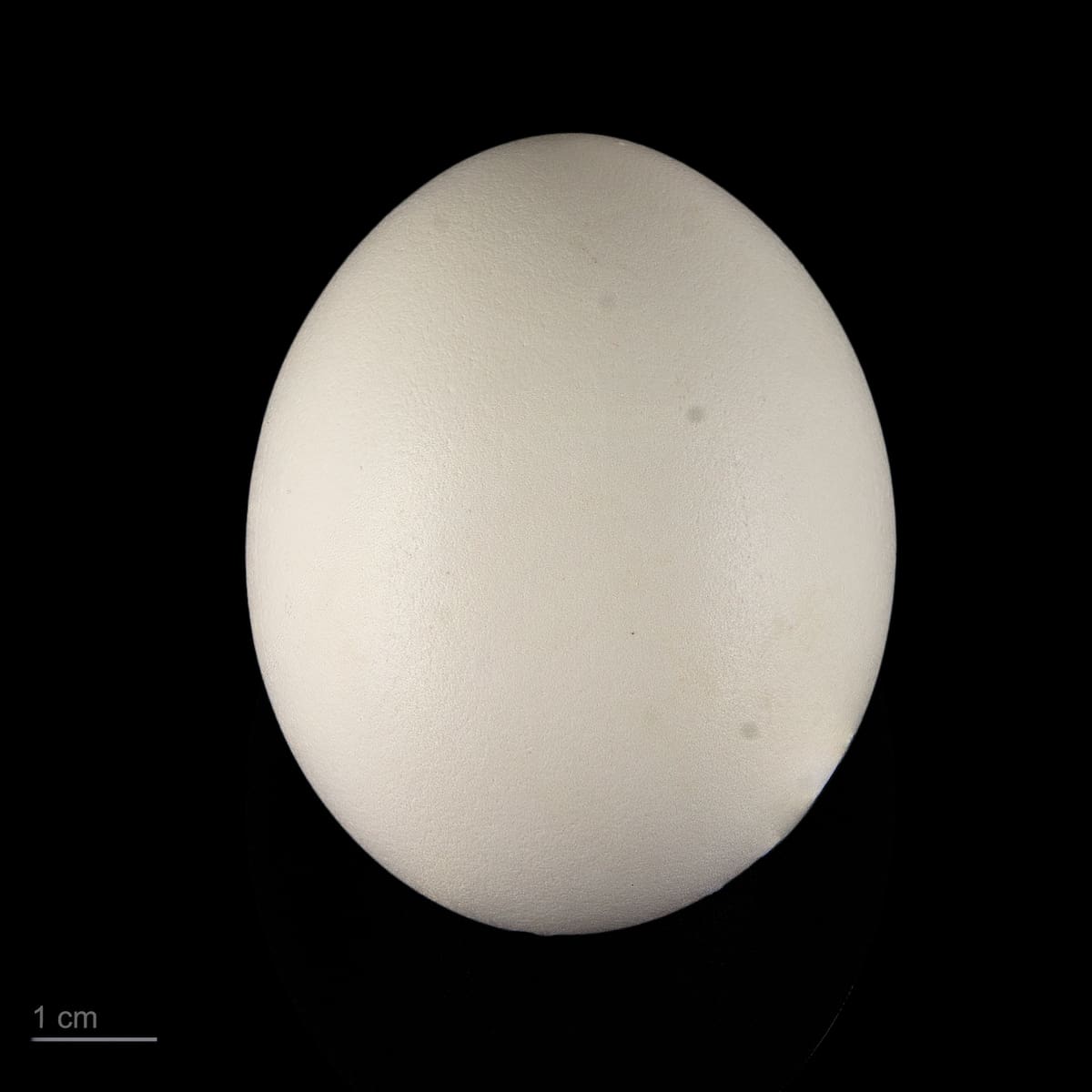 Huevo de búho real: foto tomada de Wikipedia