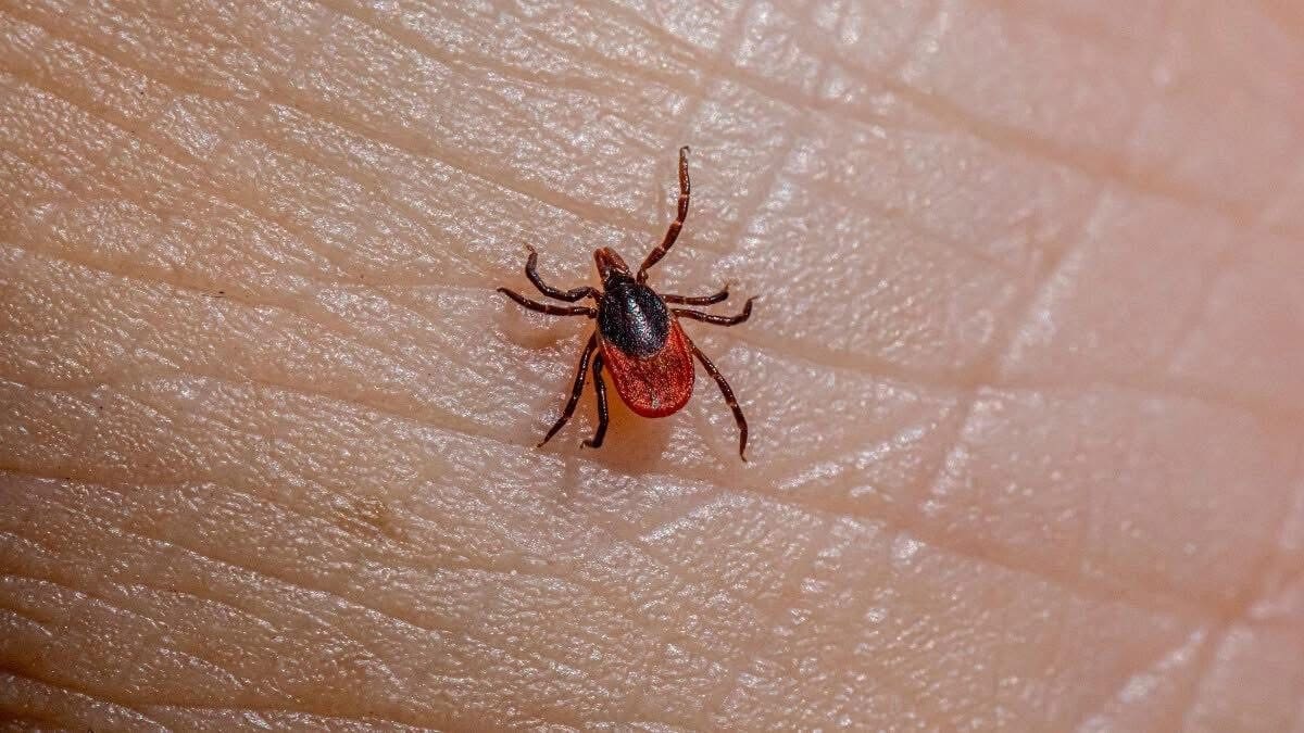 Rickettsia en Sonora: autoridades fumigan más de 2 mil viviendas tras detectar casos sospechosos; ya suman 19 muertes en 2026