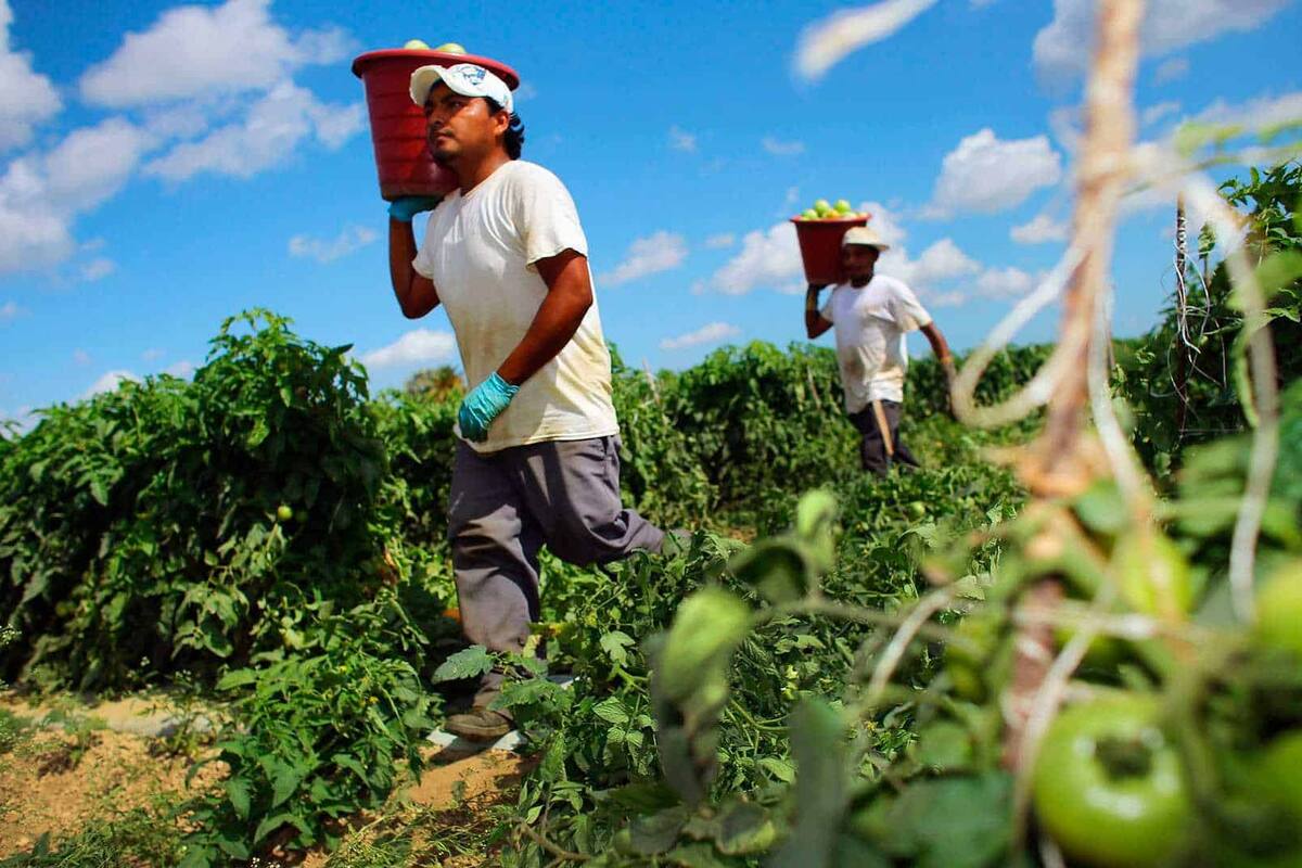 Balanza comercial agroalimentaria de México registra superávit histórico