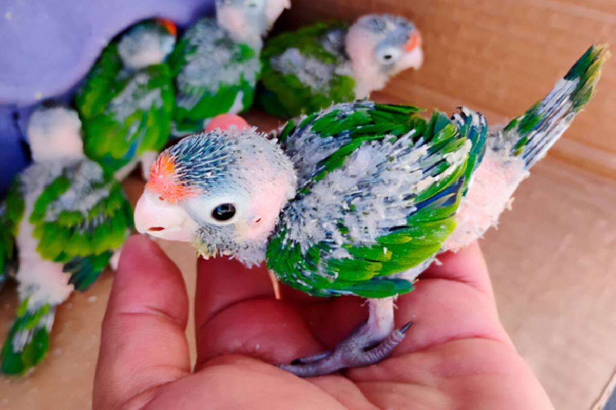 Aseguran 12 polluelos de perico frente naranja en Oaxaca por venta ilegal