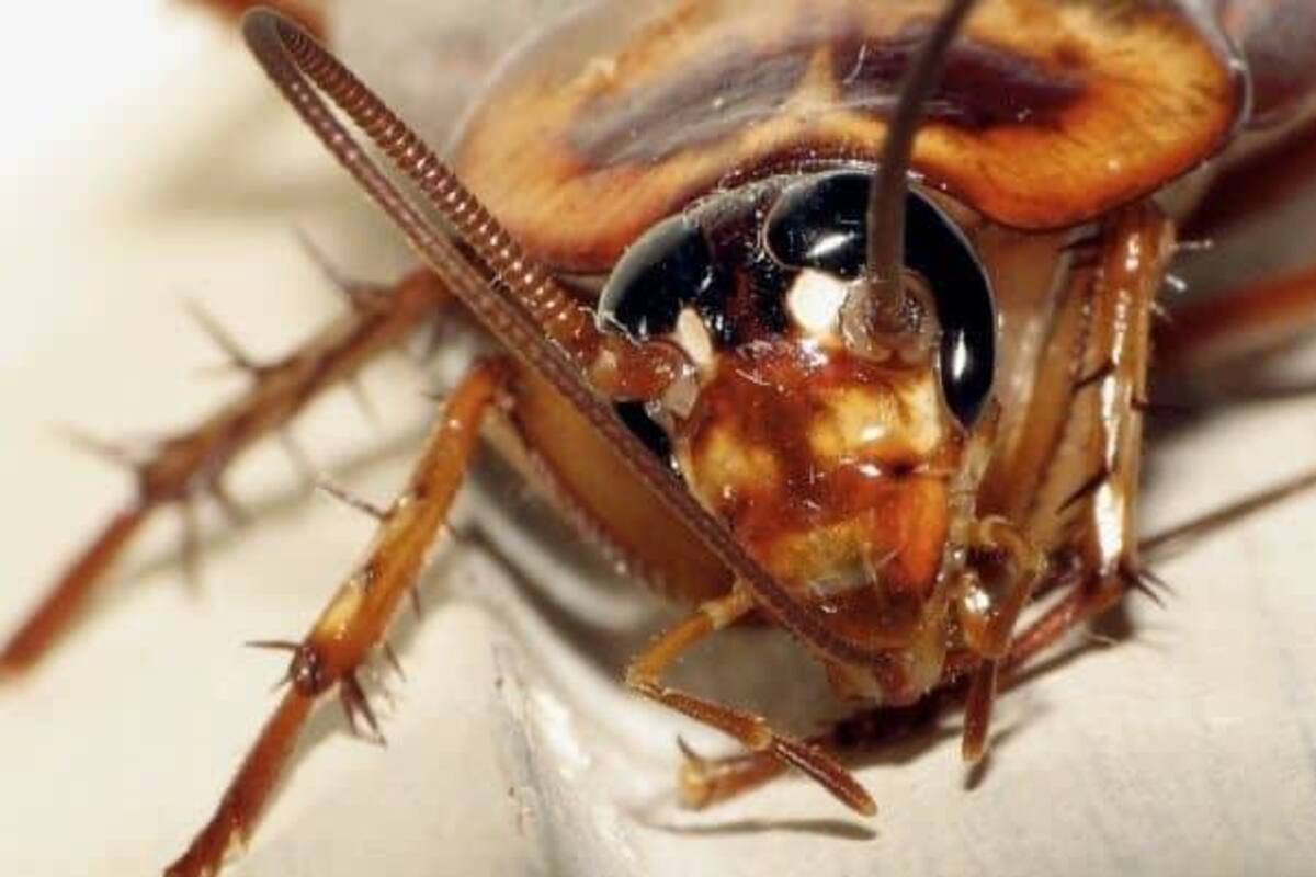 Convoca zoológico a ponerle el nombre de tu ex pareja a un ratón o una cucaracha