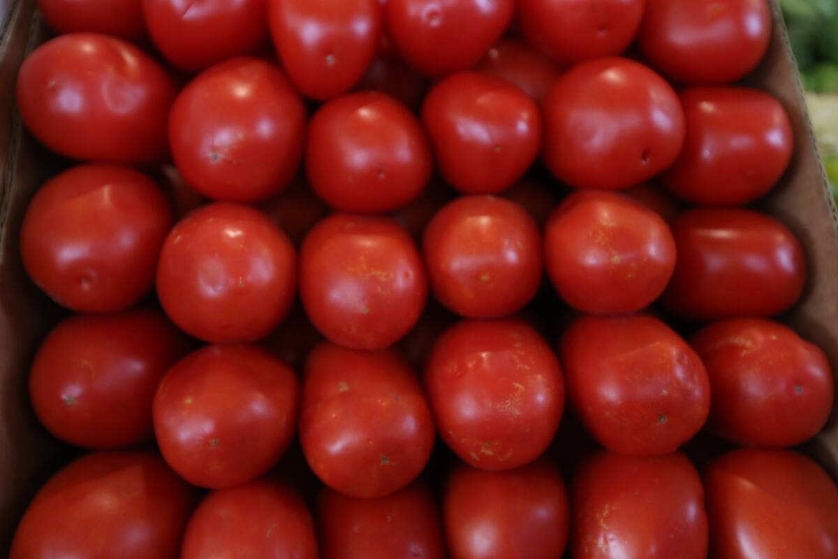 Pese a contingencia, EU comienza inspecciones al tomate en la frontera