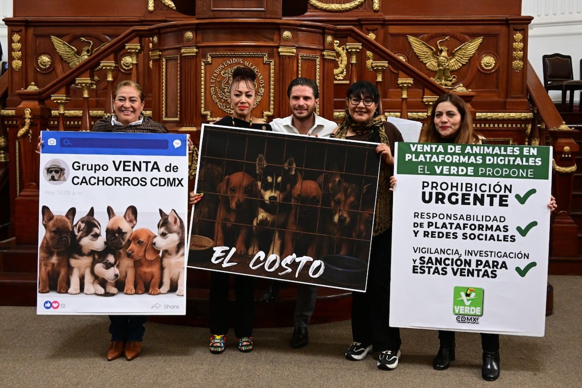 Congreso de la CDMX analiza prohibir la venta de animales por internet para frenar el maltrato, el abandono de mascotas y el comercio ilegal en redes sociales y plataformas digitales