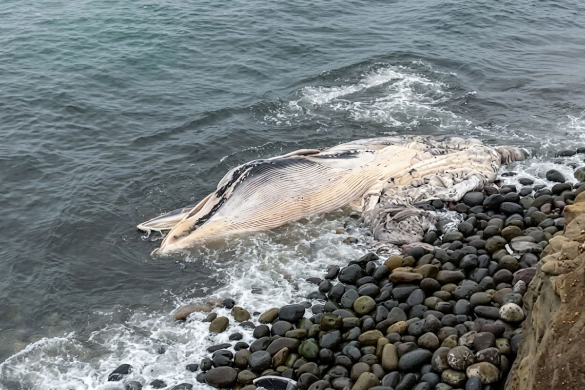 Ballena sin vida queda varada en zona rocosa de El Sauzal