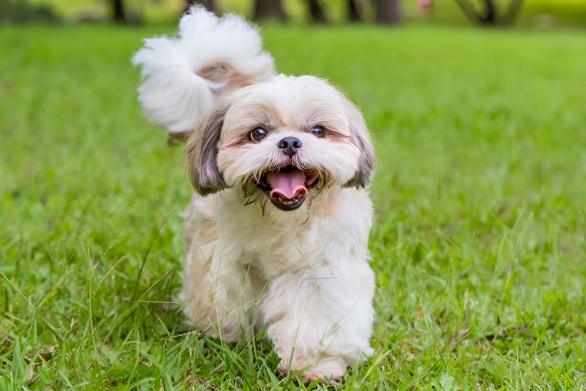 Las 6 mejores razas de perros hipoalergénicos para familias con niños