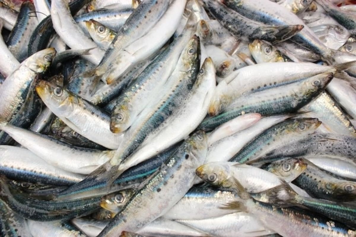 BC es el segundo estado productor de sardina a nivel nacional